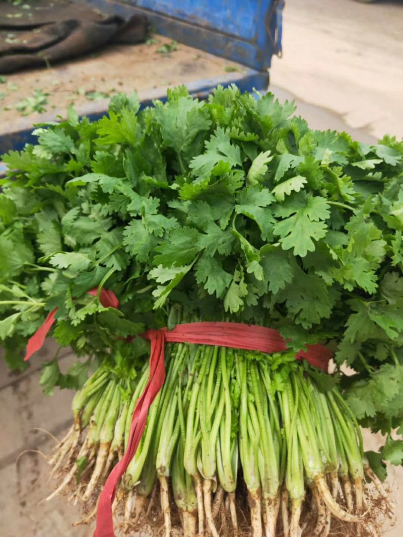 凌海诚信代收大叶香菜上市质量好不超高