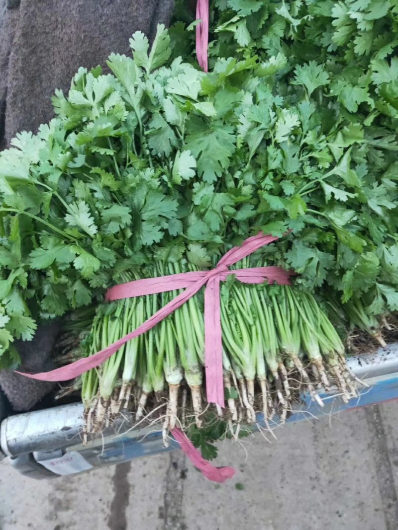 凌海诚信代收大叶香菜上市质量好不超高