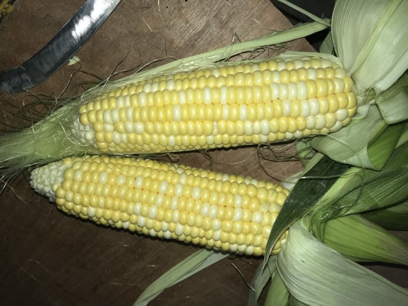 新鲜水果玉米10斤装