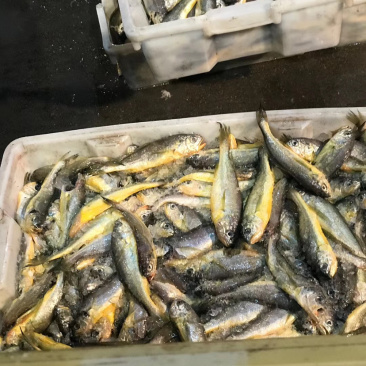 海捕优质小黄鱼冰鲜黄鱼餐饮必备小船黄鱼