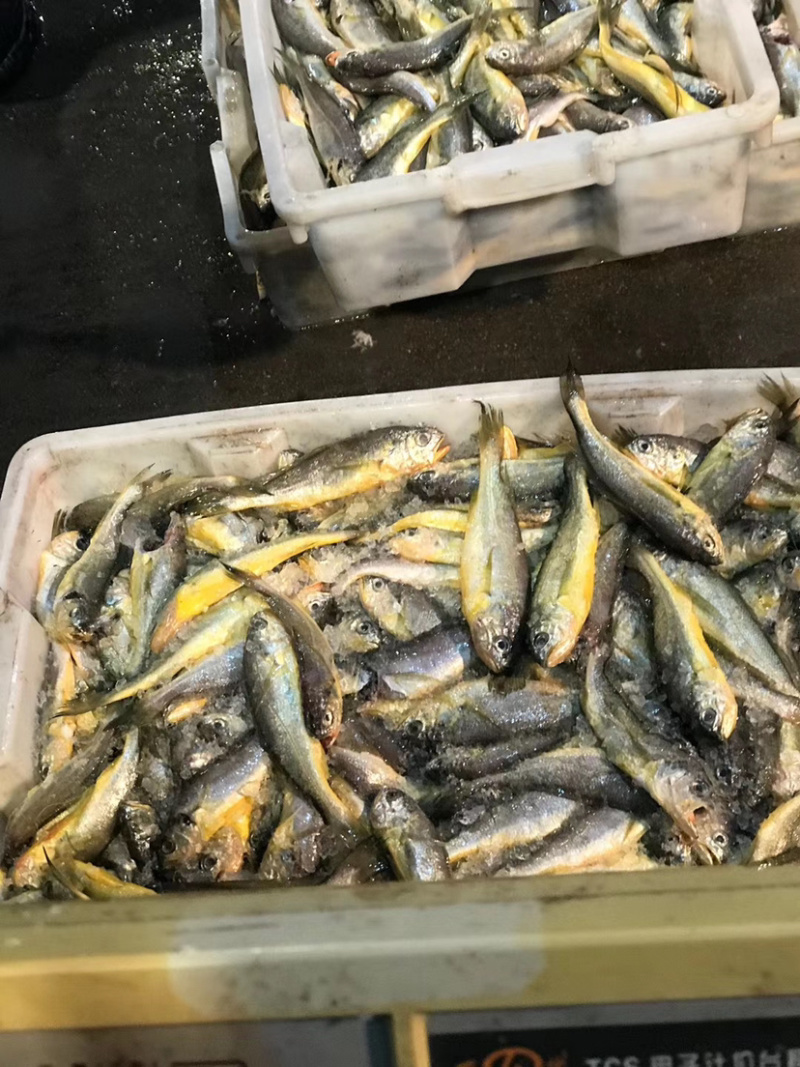 海捕优质小黄鱼冰鲜黄鱼餐饮必备小船黄鱼