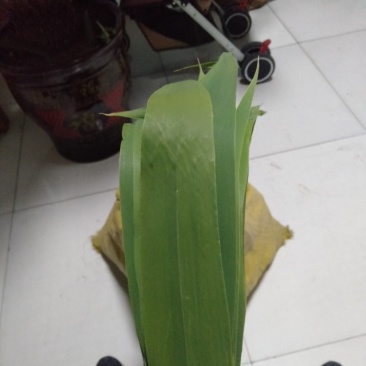 白洋淀芦苇叶