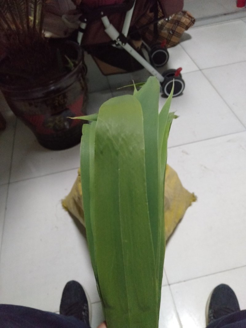 白洋淀芦苇叶