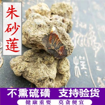 朱砂莲产地直销量大从优一手货源