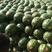 一手货甜王西瓜，产地直供，头茬，二茬，都有，陆续大量上市