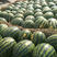一手货甜王西瓜，产地直供，头茬，二茬，都有，陆续大量上市
