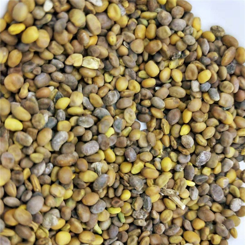 苦豆子产地直销量大从优一手货源
