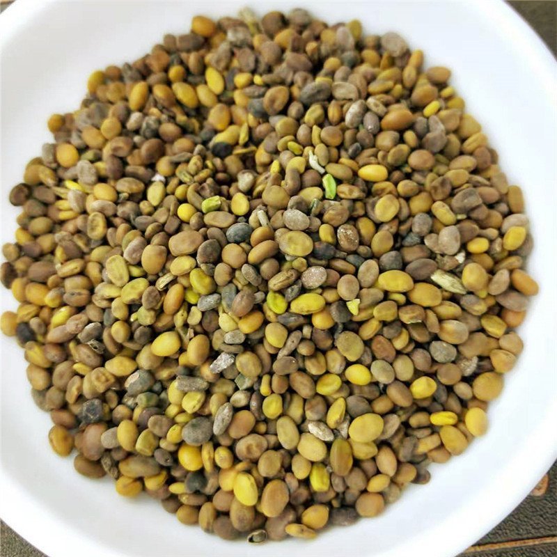 苦豆子产地直销量大从优一手货源