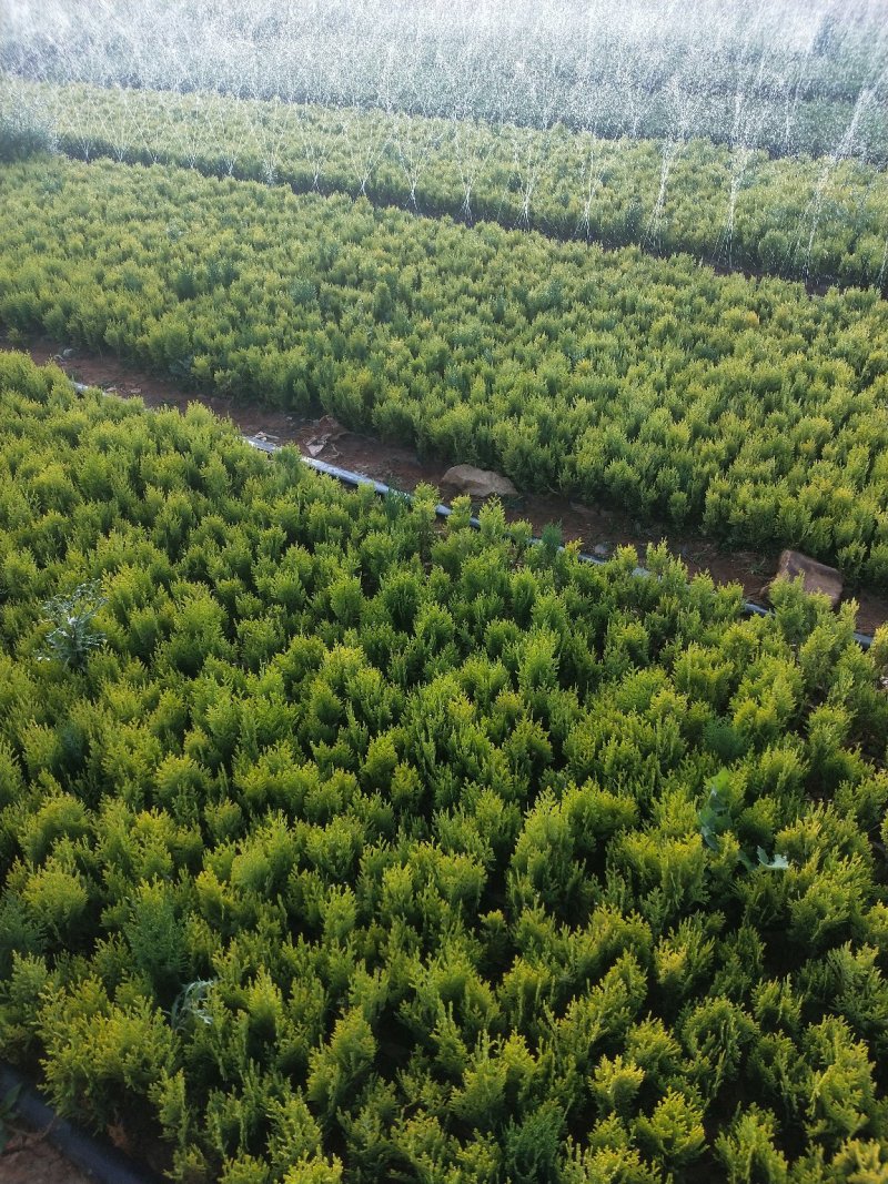 洒金柏侧柏黄头柏扁柏易成活