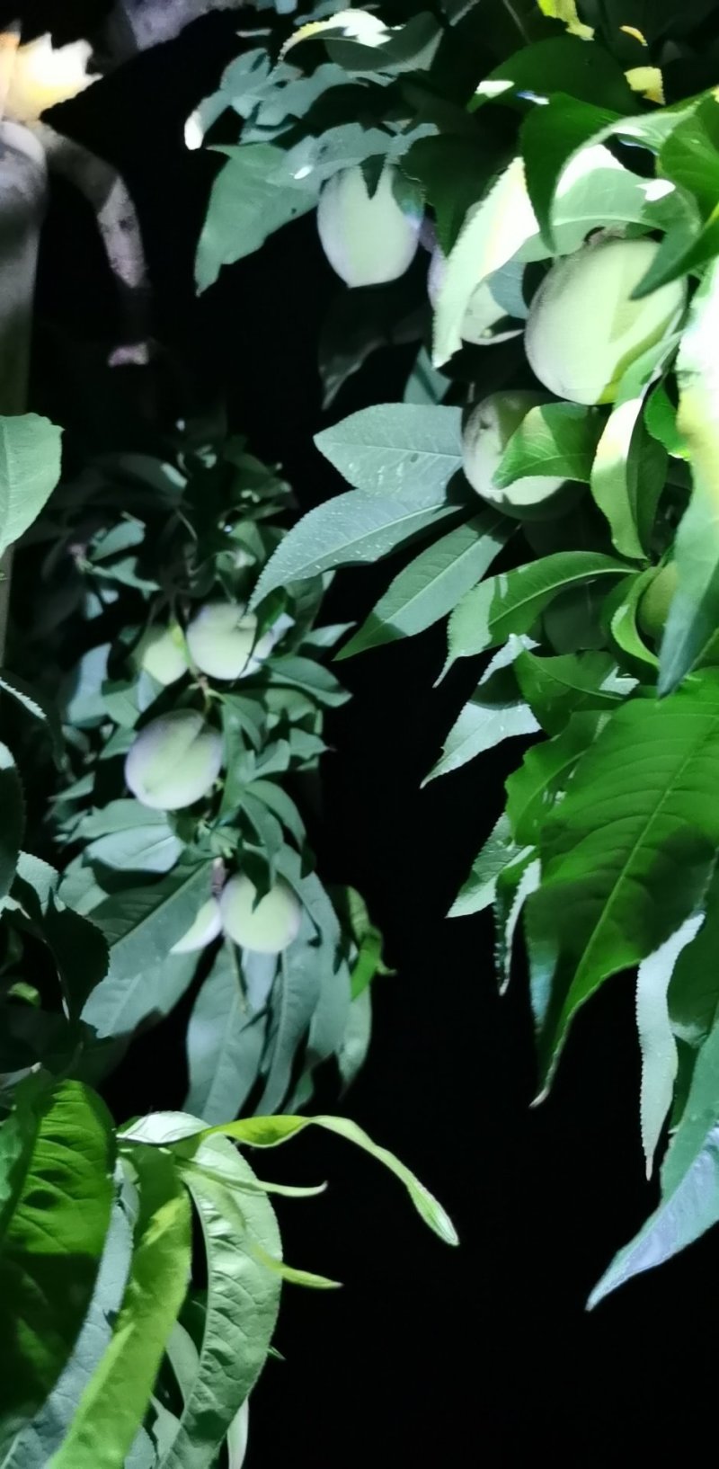 毛桃，油桃