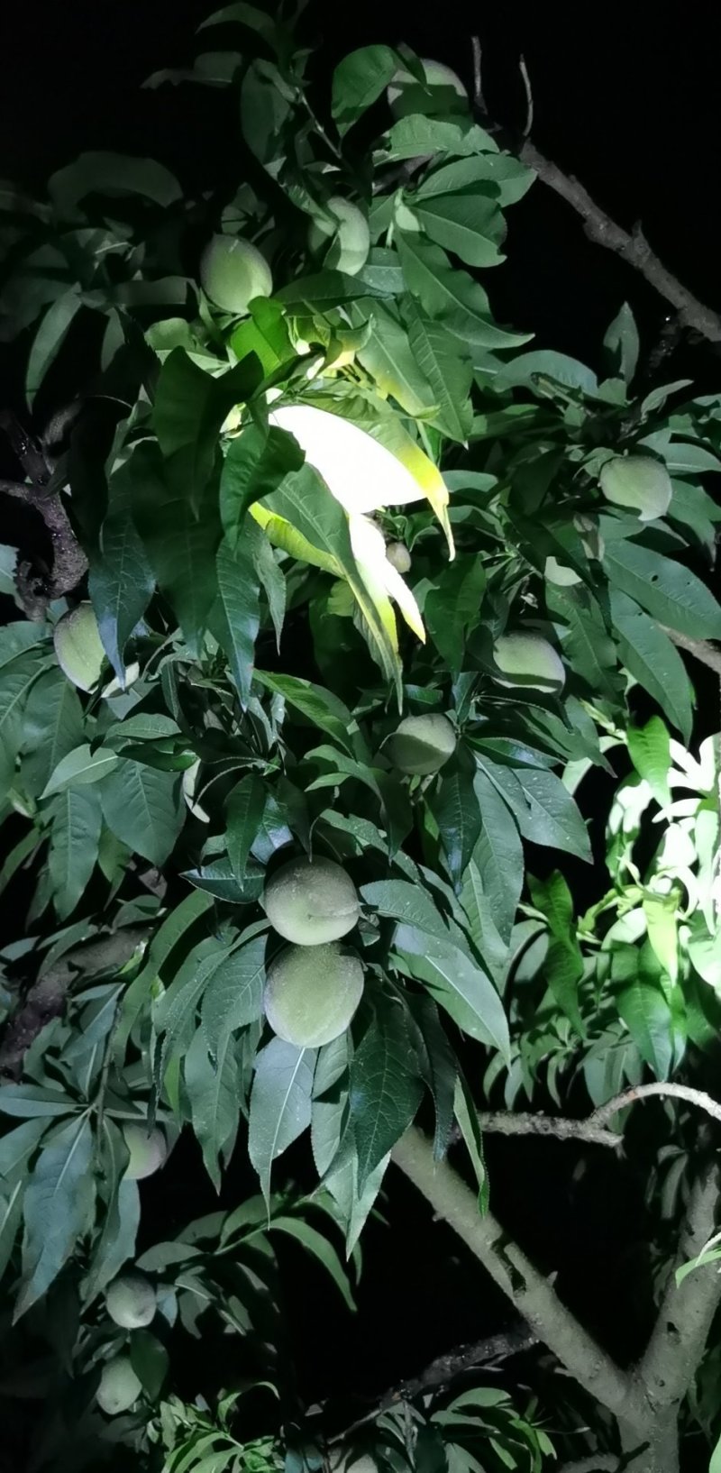 毛桃，油桃