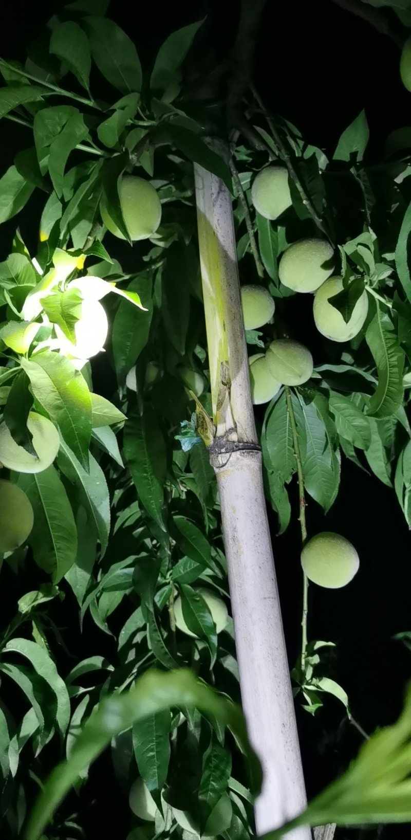 毛桃，油桃