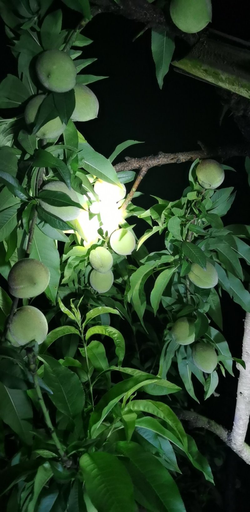 毛桃，油桃