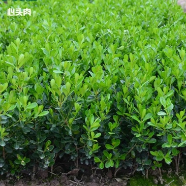 黄杨苗绿化工程苗冬青苗庭院篱笆墙植物