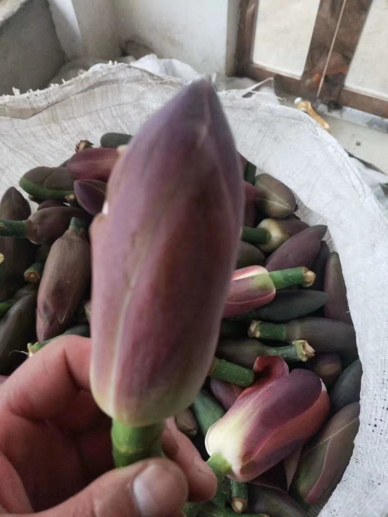 厚朴花（湖南高寒山区海拔1200米优质药材）