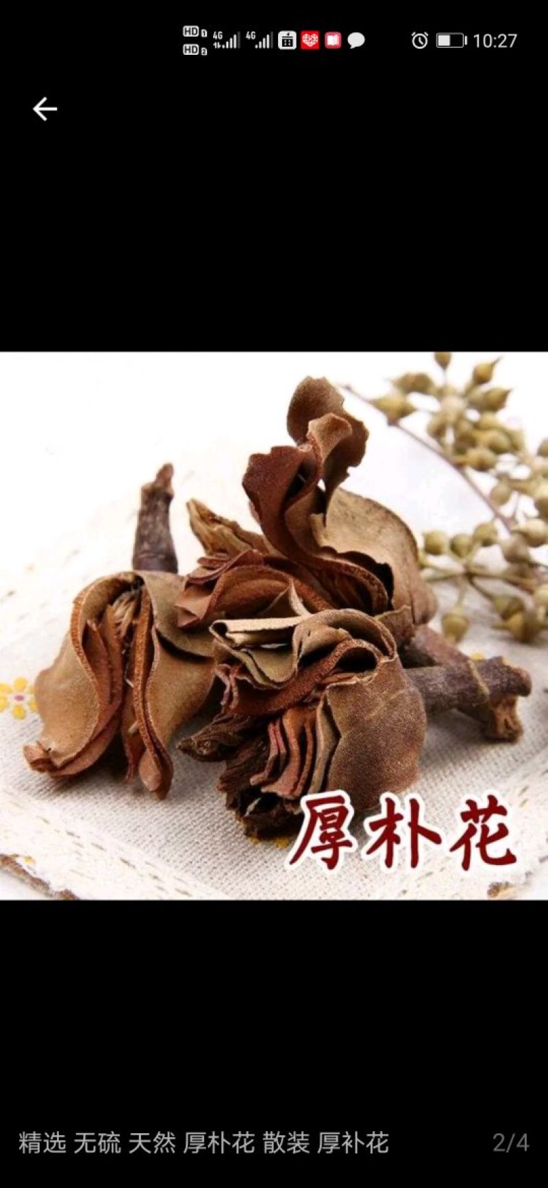 厚朴花（湖南高寒山区海拔1200米优质药材）