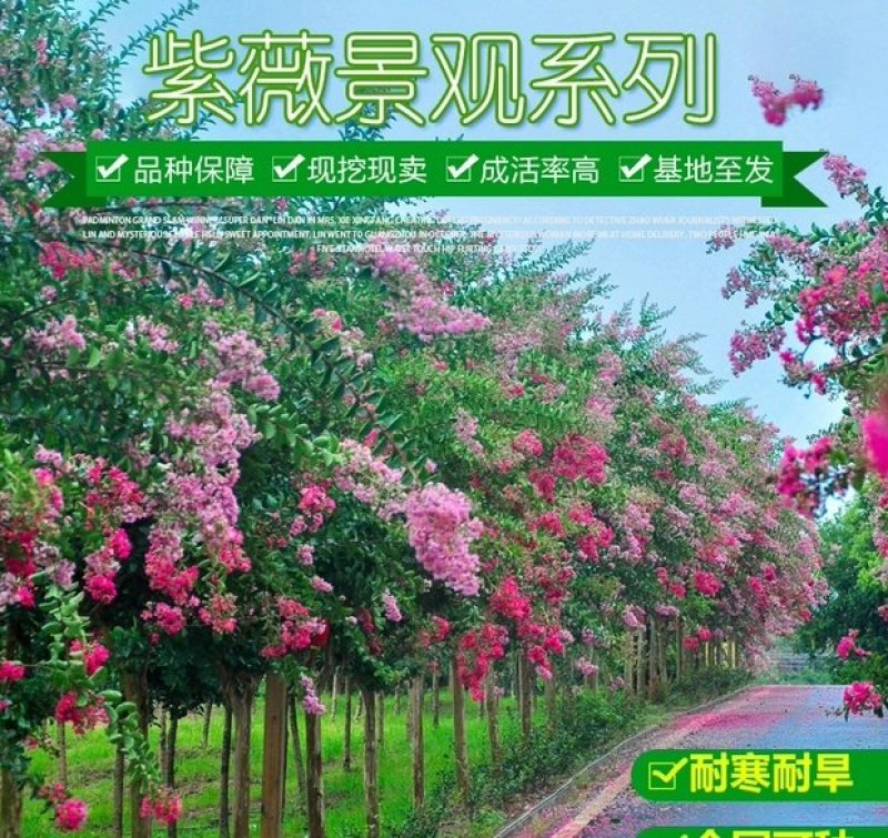 紫薇树苗绿化工程苗庭院植物