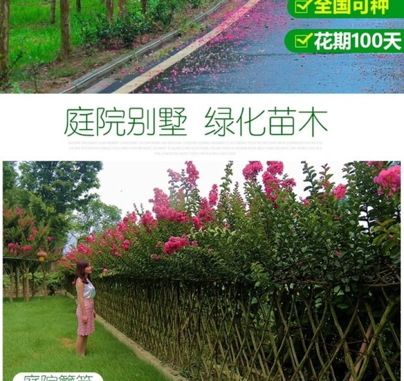 紫薇树苗绿化工程苗庭院植物