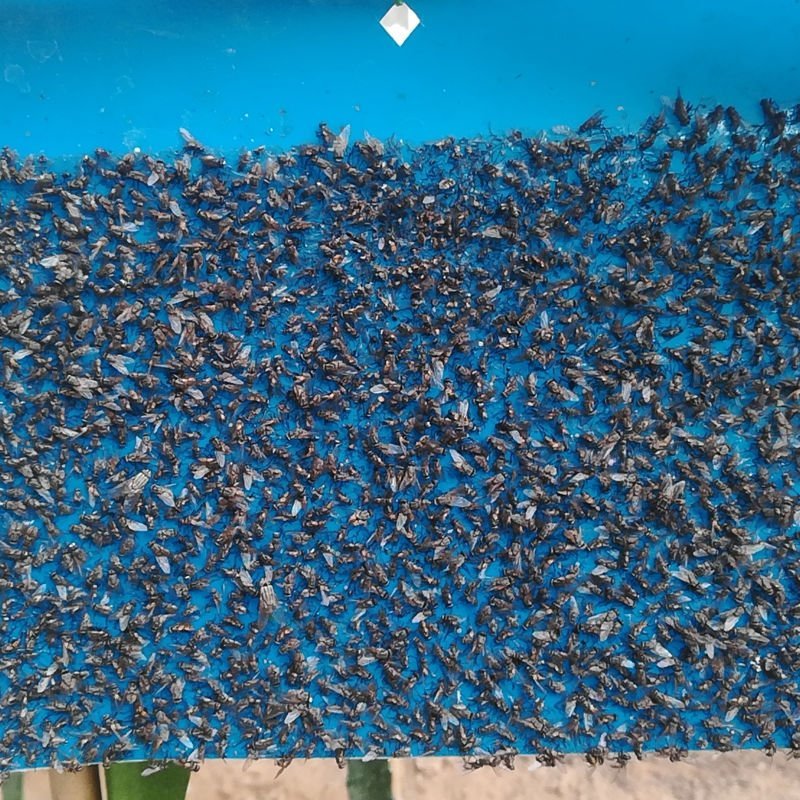 双面防水装粘虫板黄板诱虫板灭虫板篮板果园大棚粘板诱虫板粘