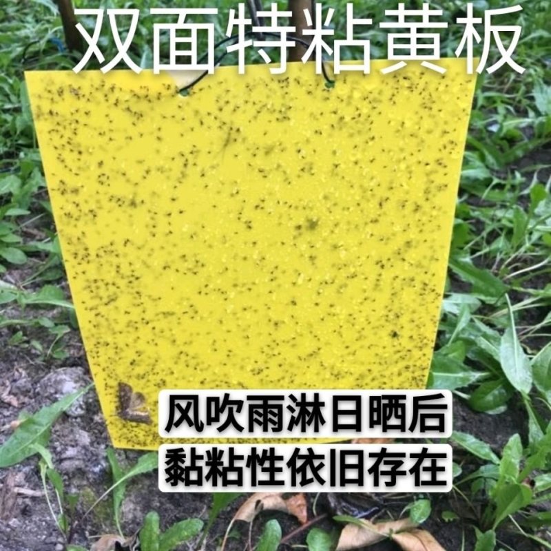 双面防水装粘虫板黄板诱虫板灭虫板篮板果园大棚粘板诱虫板粘