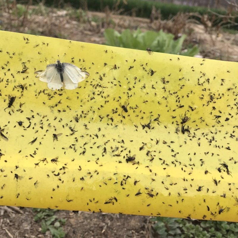 双面防水装粘虫板黄板诱虫板灭虫板篮板果园大棚粘板诱虫板粘