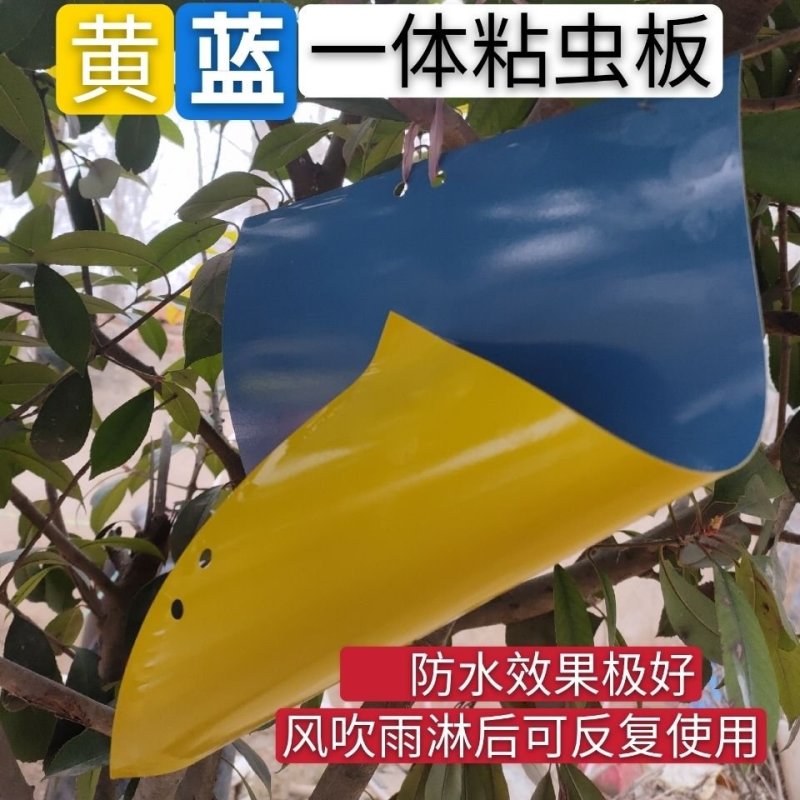 双面防水装粘虫板黄板诱虫板灭虫板篮板果园大棚粘板诱虫板粘