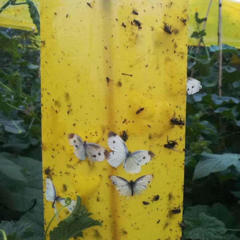 双面防水装粘虫板黄板诱虫板灭虫板篮板果园大棚粘板诱虫板粘