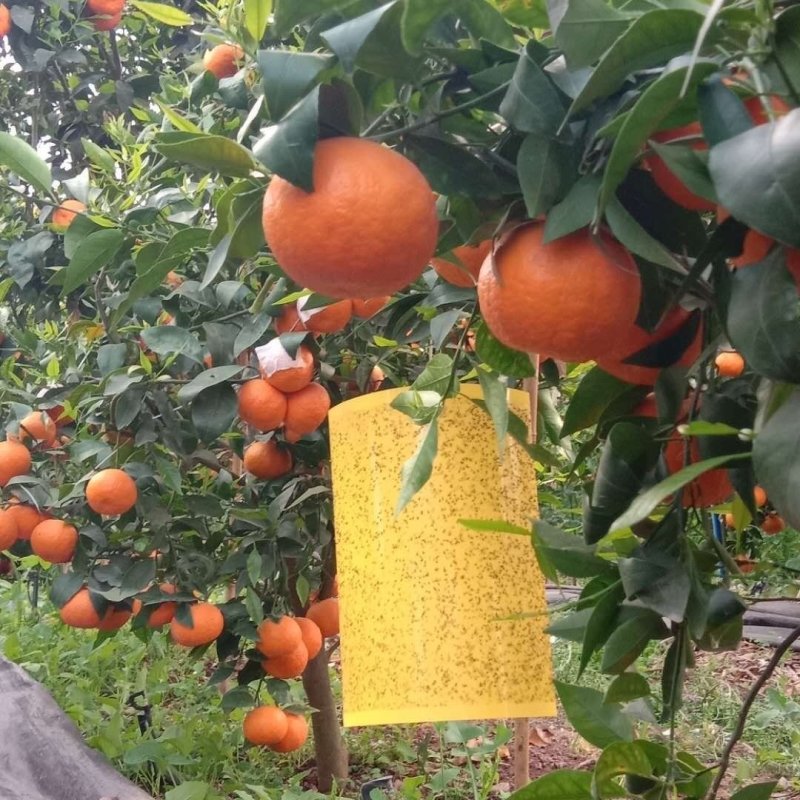 双面防水装粘虫板黄板诱虫板灭虫板篮板果园大棚粘板诱虫板粘