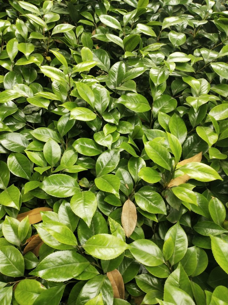 茶花盆栽红色赤丹盆栽香妃苗十八，可混搭