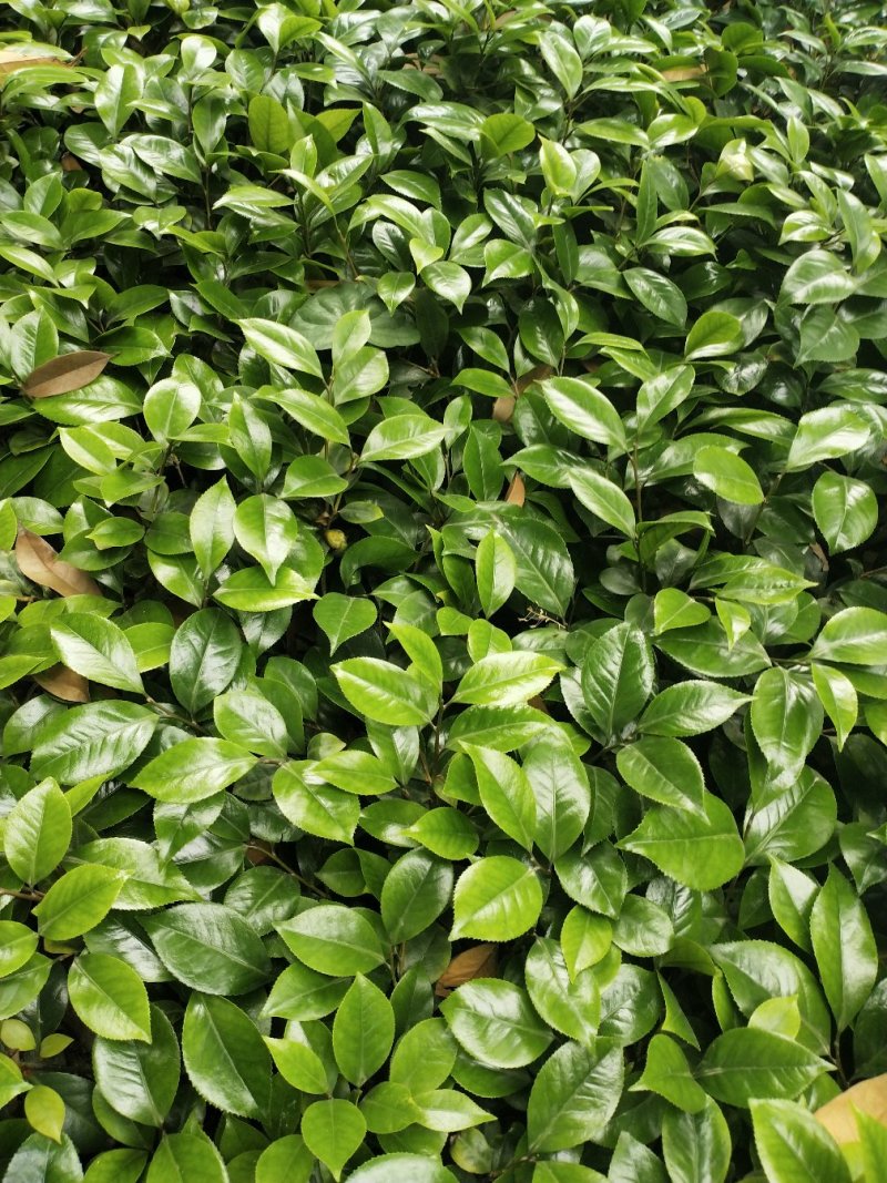 茶花盆栽红色赤丹盆栽香妃苗十八，可混搭