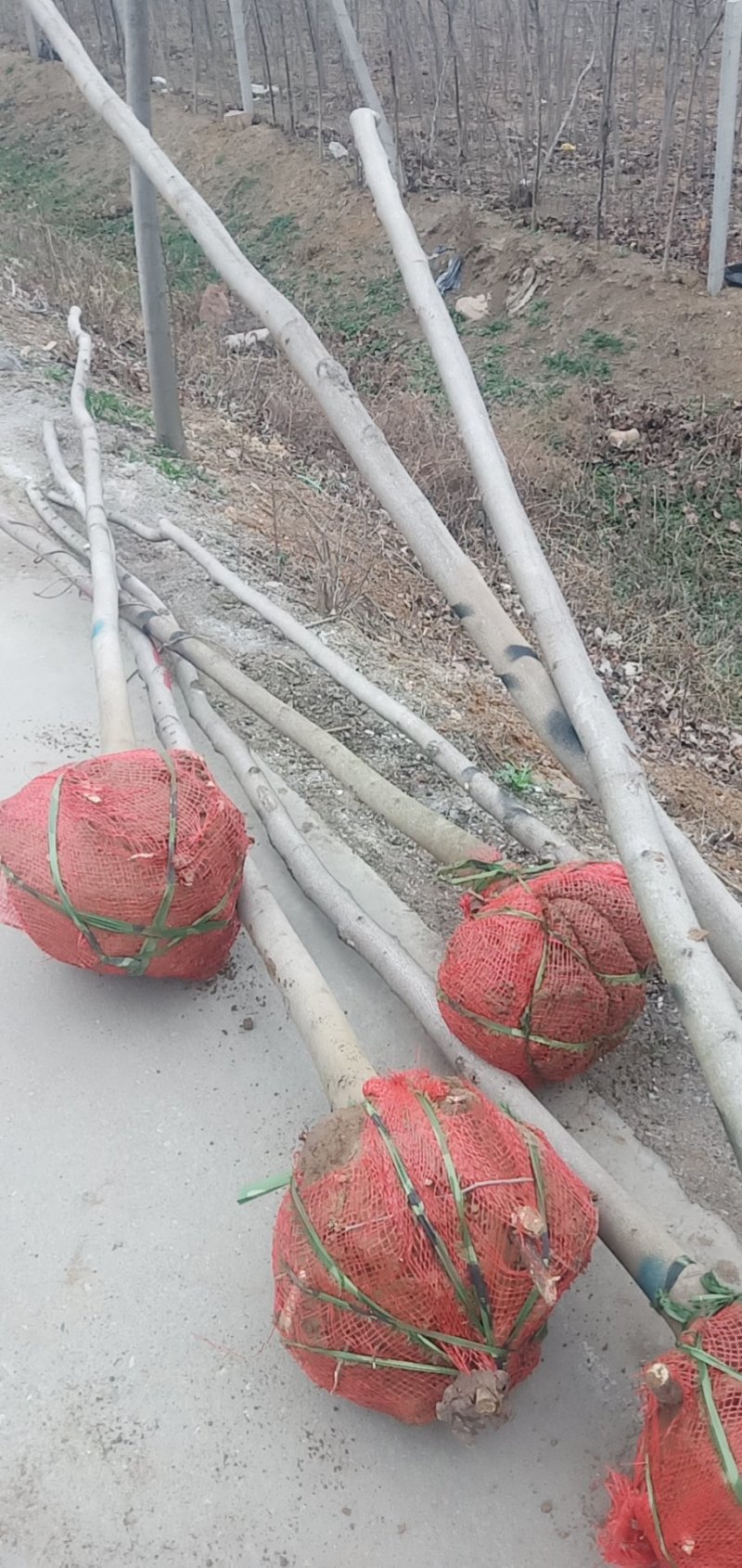 巨紫荆