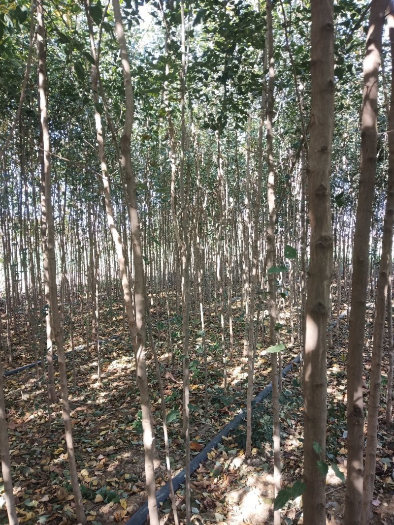 巨紫荆