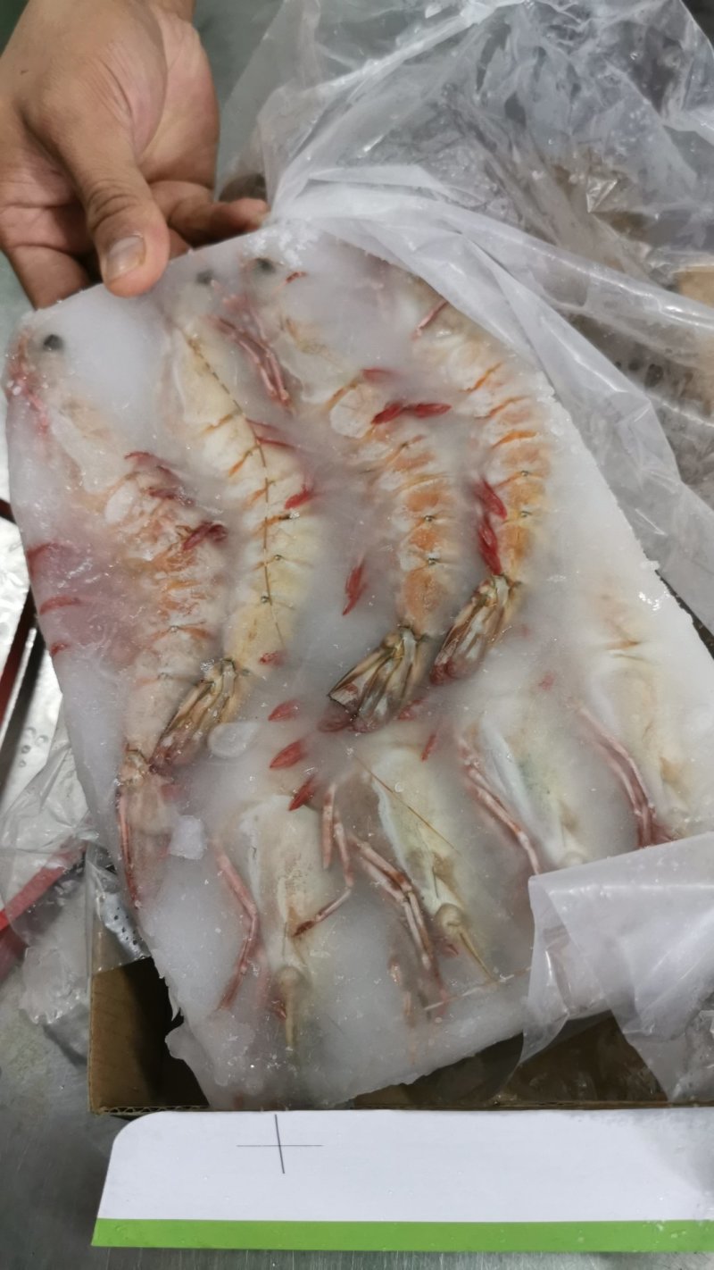 批发鬼虾老虎虾