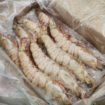 批发鬼虾老虎虾