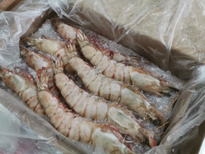批发鬼虾老虎虾