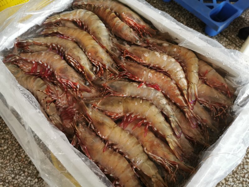 批发鬼虾老虎虾