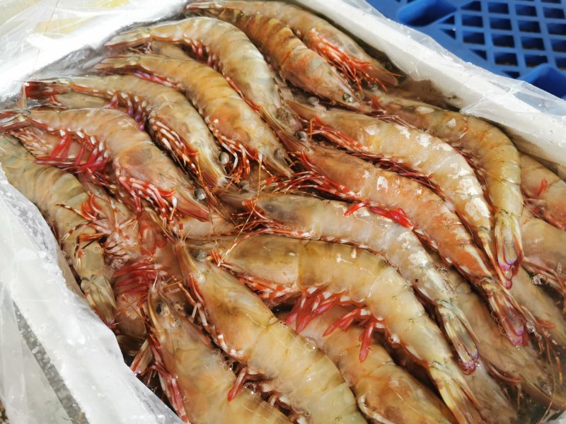 批发鬼虾老虎虾