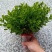 黄杨苗绿化工程苗冬青苗庭院篱笆墙植物
