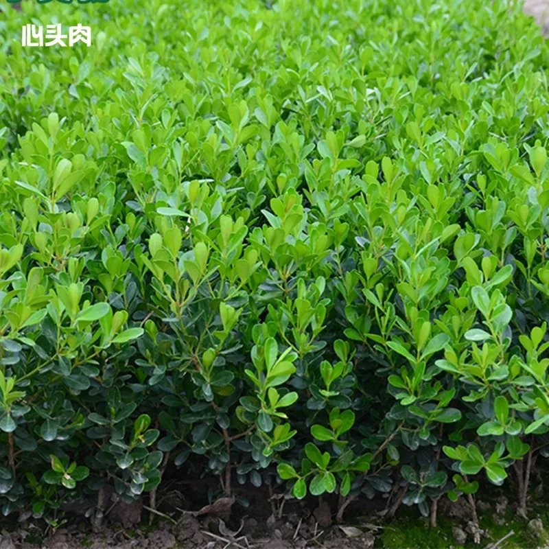 黄杨苗绿化工程苗冬青苗庭院篱笆墙植物