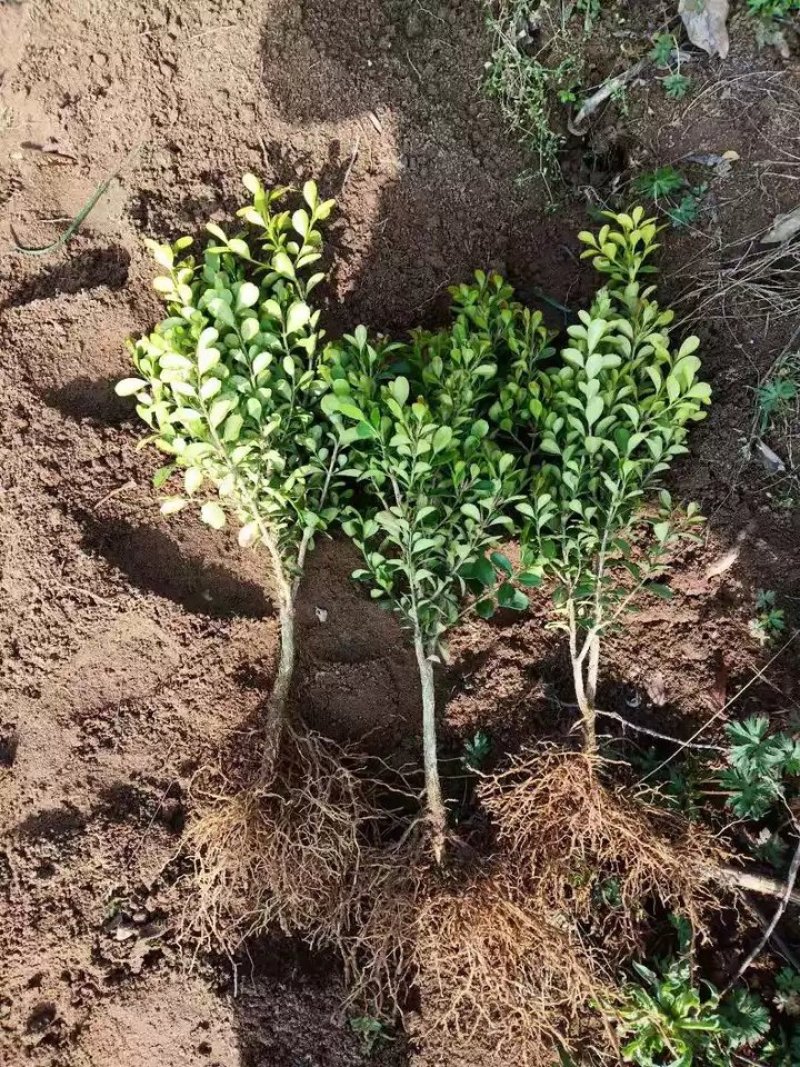 黄杨苗绿化工程苗冬青苗庭院篱笆墙植物
