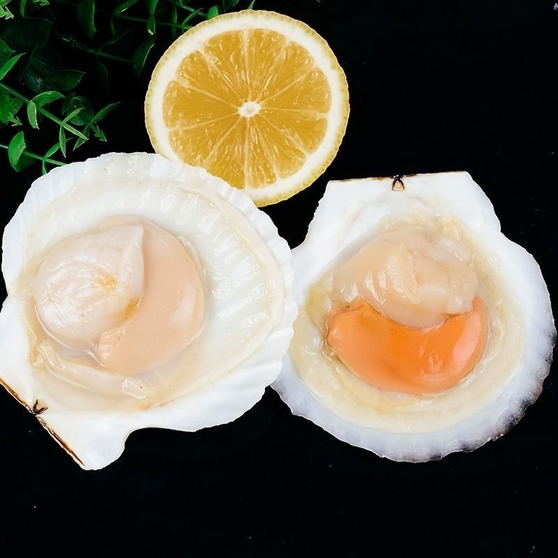 夏夷贝扇贝海鲜烧网红烤蒸扇贝夏夷贝大扇贝鲜活水产