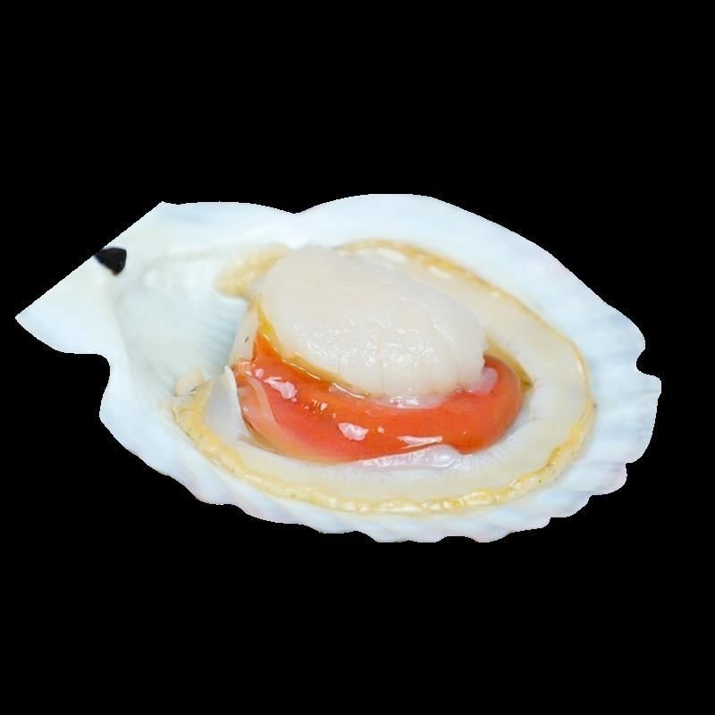 夏夷贝扇贝海鲜烧网红烤蒸扇贝夏夷贝大扇贝鲜活水产