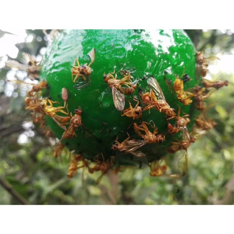 诱捕器〈包邮）粘虫球诱粘球果蝇诱粘器果蝇球诱粘球诱蝇球
