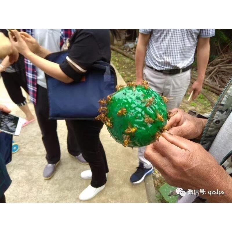 诱捕器〈包邮）粘虫球诱粘球果蝇诱粘器果蝇球诱粘球诱蝇球