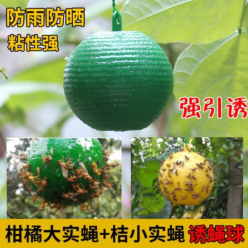 诱捕器〈包邮）粘虫球诱粘球果蝇诱粘器果蝇球诱粘球诱蝇球