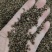 荞麦壳荞麦皮苦荞麦
