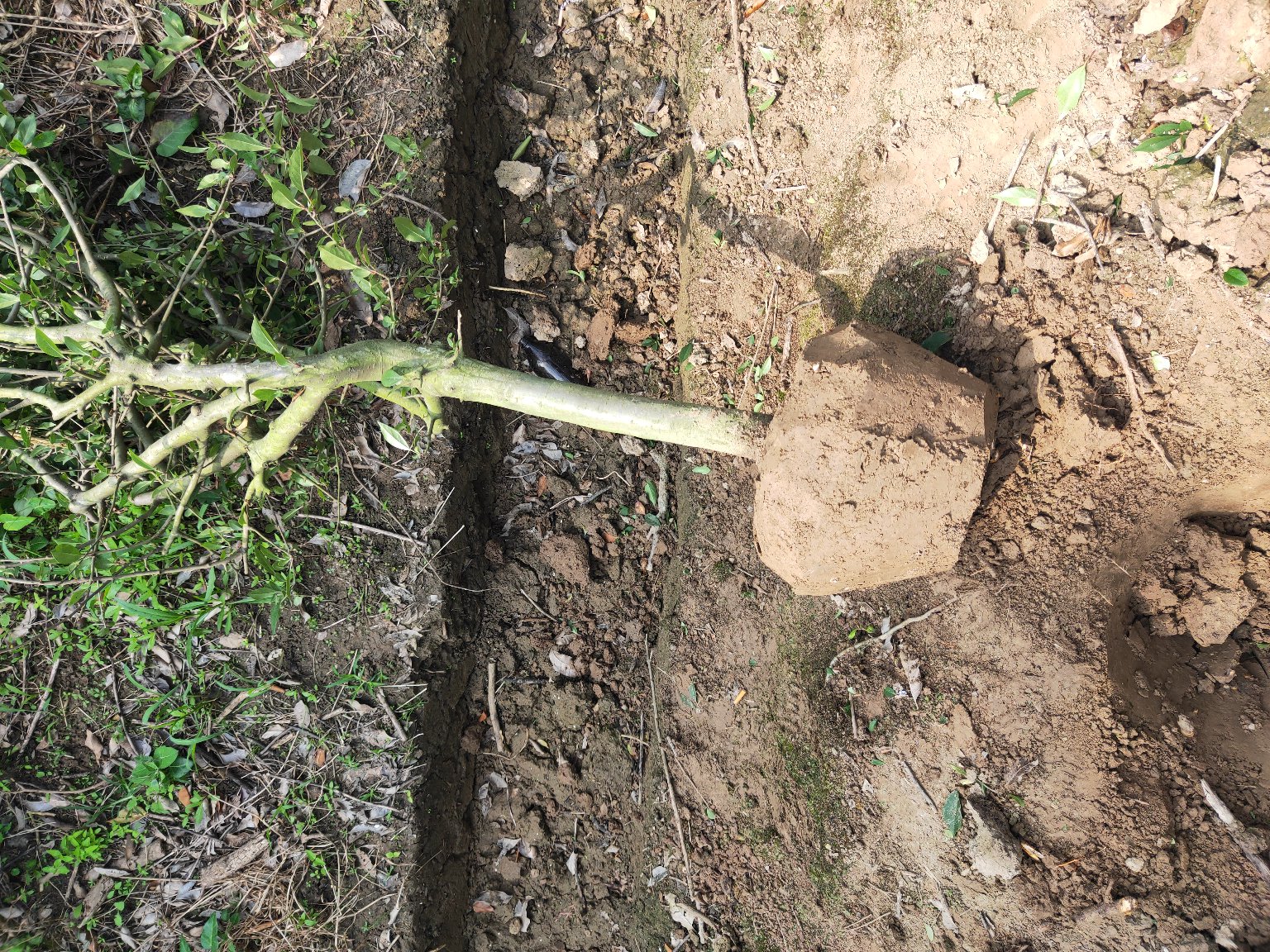 侧柏标准栽植流程示意图