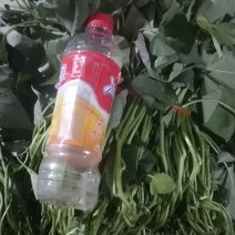 （普薯32）西瓜红红薯苗