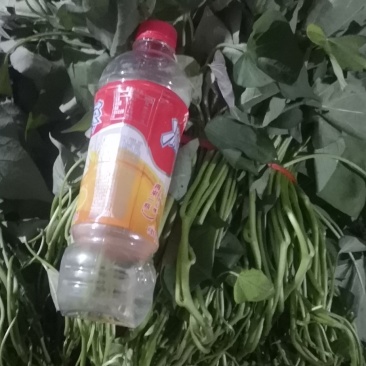 （普薯32）西瓜红红薯苗
