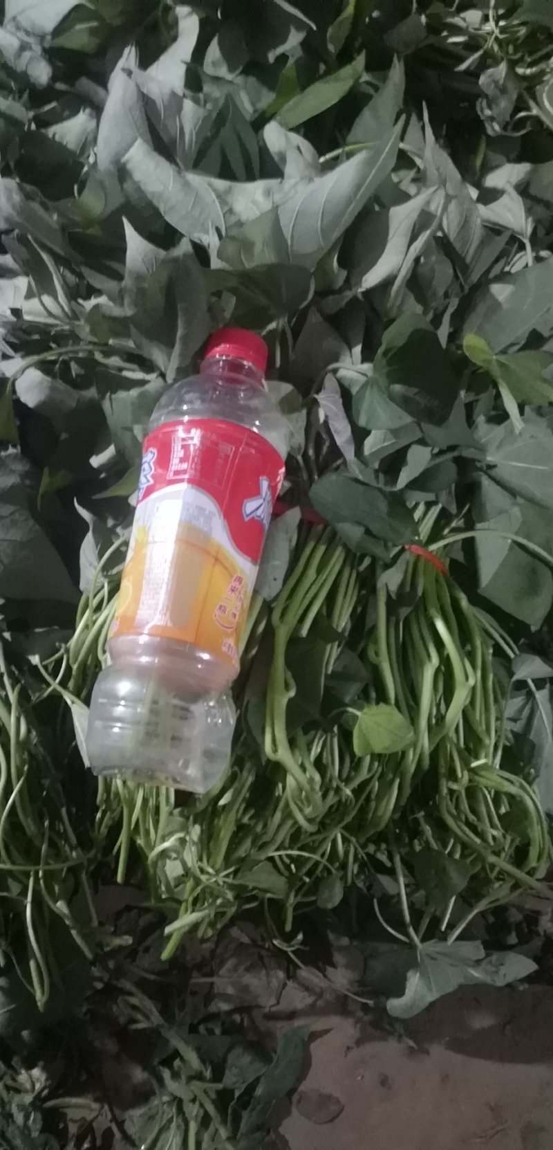 （普薯32）西瓜红红薯苗